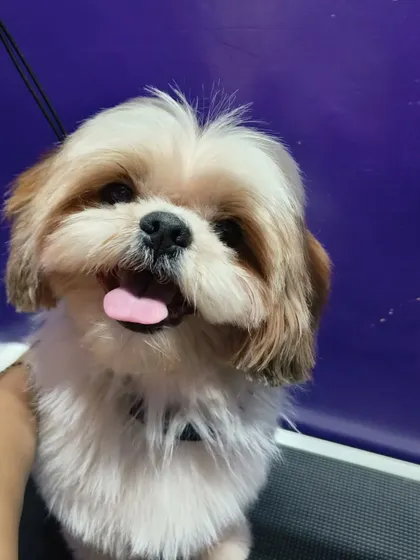 A happy smile from a freshly groomed Shih Tzu.