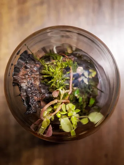 A top-down view of the "Life In A Dome" terrarium, showing the arrangement of plants and moss. These unique, handmade gifts are perfect for anyone who appreciates green decor.