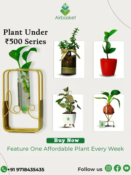 Good things don't have to be expensive. My 'Plant Under ₹500' series features affordable, beautiful greens every week. It's the perfect way to start your plant journey or find a budget-friendly gift.