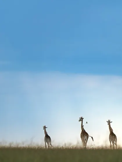 A tranquil, artistic, and modern take on a classic safari scene.