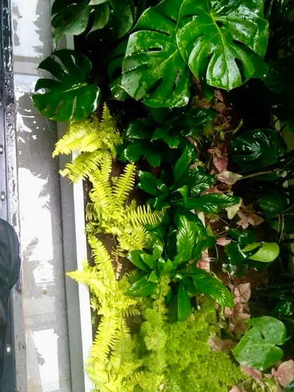 Our new project in Noida, finished today. I always use mature plants, like these lush ferns and monstera, so that the garden looks full and beautiful from the very first day.