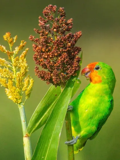 A Red-headed Lovebird feasts on millet in Uganda. This image is a simple reminder to appreciate healthy, natural foods, a message that applies to both wildlife and humans.