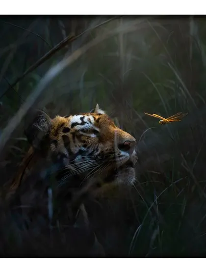 A truly once in a lifetime moment. A dragonfly appears to land on a tiger's nose, creating a whimsical and unexpected interaction between a powerful predator and a delicate insect. I call this "Tiger's Kiss."