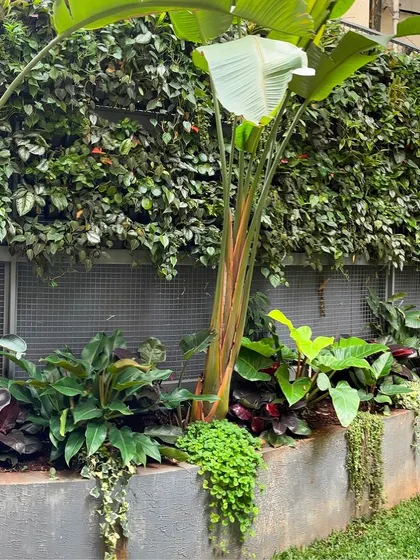 This garden corner combines a lush vertical garden with statement tropicals like the Bird of Paradise. This technique adds privacy and a dramatic green backdrop to the outdoor seating area.