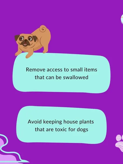 To finish puppy-proofing, remove any small items that could be a choking hazard and ensure all your houseplants are non-toxic to dogs. A safe environment is the first step to successful puppy raising.