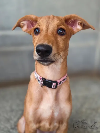 Another portrait of this lovely Indie girl, showcasing her expressive eyes and adorable floppy ears. My goal is to capture these little details that make your pet unique.