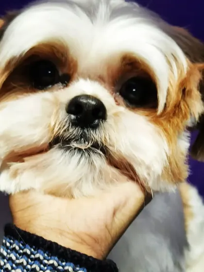A sweet close-up of this Shih Tzu's adorable face.