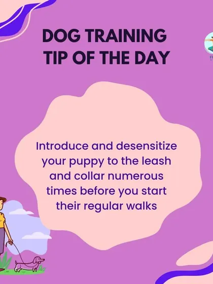 Before you even start regular walks, it's important to desensitize your puppy to the collar and leash. I show owners how to create a positive association with these tools so the puppy sees them as a signal for fun adventures.