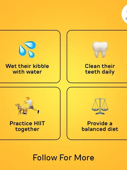 Simple daily habits make a huge difference. Wetting their kibble for hydration, daily teeth cleaning, and providing a balanced diet are easy ways to boost your dog's health.