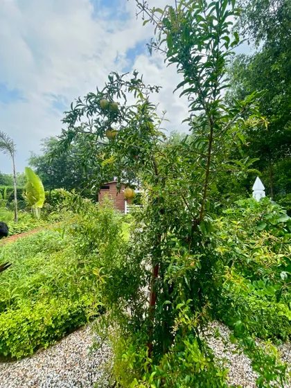 A young pomegranate tree bearing its first fruits in a Delhi farmhouse vegetable garden. I plan my vegetable gardens to be both productive and beautiful.