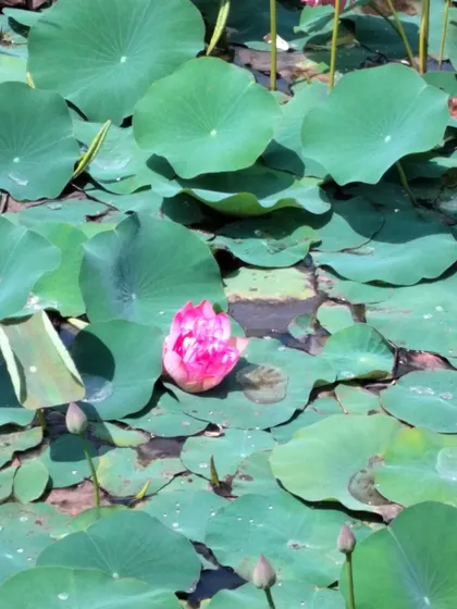 A single lotus bud begins to unfurl. This image represents the start of a journey, the potential for growth, and the promise of blooming into your best self.