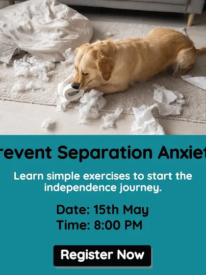 Separation anxiety is a common and difficult issue for many dog parents. I host online workshops specifically to address this, teaching simple exercises you can do at home to help your dog build confidence and independence.