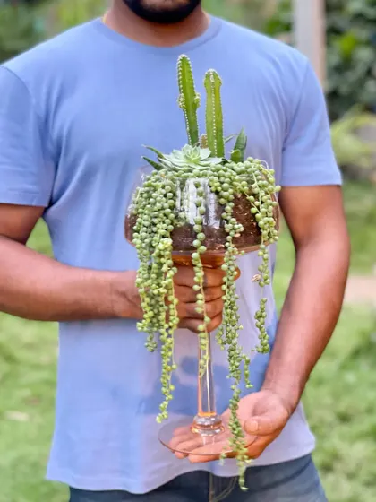 An open terrarium designed for a client's living room. This arrangement features a string of pearls succulent cascading elegantly from a tall glass, complemented by a cactus and other low-water plants.