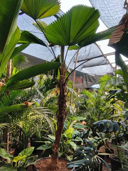 The magnificent Licuala Grandis palm, with its incredible pleated, fan-like leaves. A true collector's palm for a sheltered, tropical garden.
