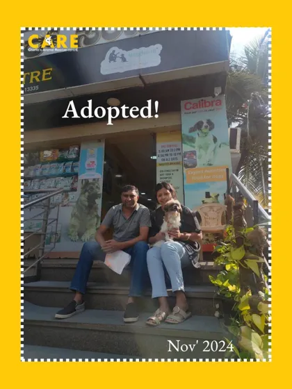 Adopted. This is the word we love to see. Luna, a young dog who was rescued blind and traumatized, found her perfect family. It’s a reminder that there is a home for every dog.