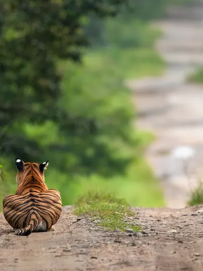 In memory of the legendary Back Water Female of Kabini. Here she sits on a jungle road, looking away from the camera, a poignant image of a tiger that ruled these forests for years.