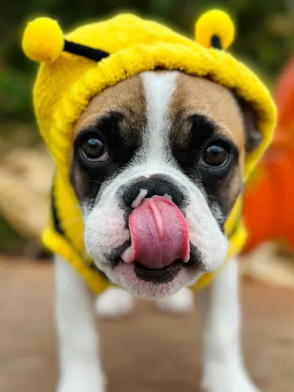 How can you resist this face? Frank the bee is a happy and well-behaved graduate.