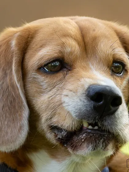 This photo captures a quirky, candid moment, showing off this Beagle's adorable underbite. It's these unique little imperfections that make our pets so special and lovable.