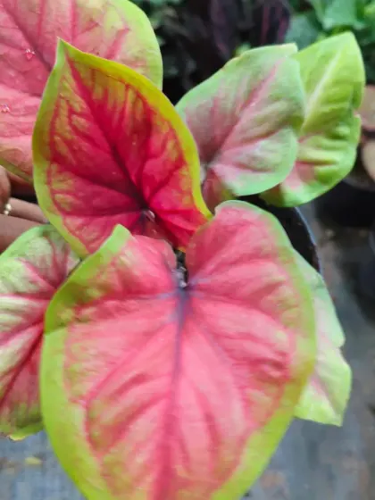 A Caladium with a bright pink center and green edges.