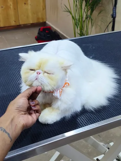 The final result. This beautiful cat is now mat-free and feeling much better.