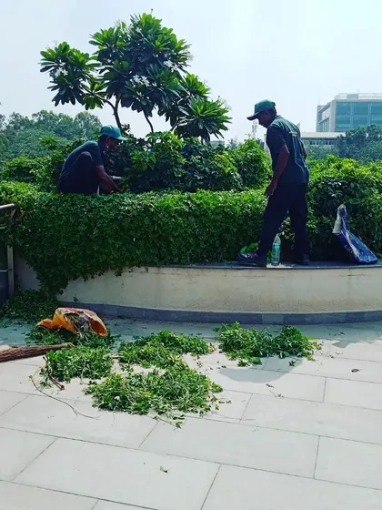 After any trimming or pruning job, cleanup is part of our process. Here, our team is clearing away all the green waste from a terrace hedge trimming, leaving the space neat and tidy.