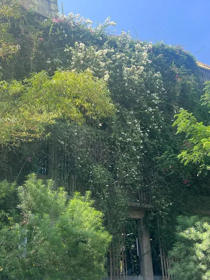 A closer look at the living wall of the Avasara campus. The density of the foliage provides natural cooling and creates a beautiful, ever-changing facade throughout the seasons.