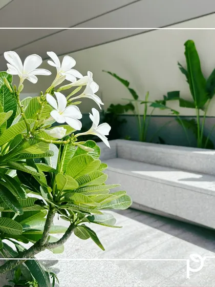 A close-up of white Plumeria (Champa) flowers in a modern planter on a terrace. This showcases how we select beautiful, fragrant plants that thrive in urban settings.