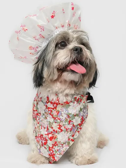 Ready for a spa day! This Shih Tzu is hilariously modeling a shower cap, showing that grooming can be fun and playful.