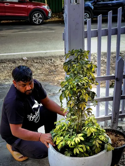 Here I am giving a Schefflera plant some much needed attention at a local cafe. I believe plant care is a hands on job that requires focus and a genuine love for what you do. Whether it's a home balcony or a commercial space, I bring the same level of dedication.