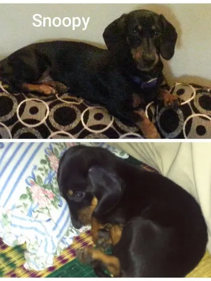 Snoopy the Dachshund, then and now. Her mom calls Petspace her "school," and we love that she gets excited to come and stay with us.