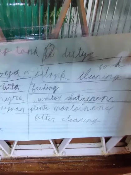 The children created a duty roster for maintaining the shrimp tank. This fosters a sense of responsibility and ownership over their shared learning environment, teaching practical skills in animal care.