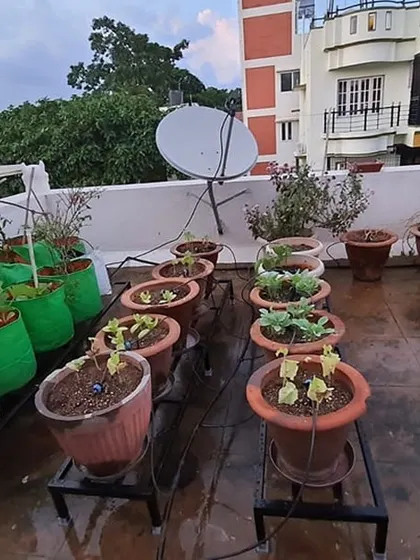Another view of the terrace garden, showing how our stands can accommodate a mix of pots and grow bags of various sizes.