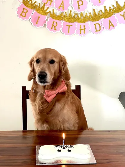 A sweet Golden Retriever named Gem celebrating her Gotcha Day. Our cakes aren't just for birthdays; they're perfect for celebrating the day your best friend came into your life.