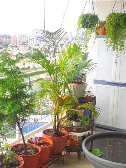 For the true plant lover, we can help maximize your green space. This balcony is filled with a variety of plants, from hanging vines to tall palms and a small water feature, creating a dense urban jungle.