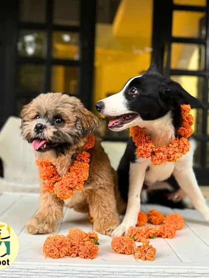 Another adorable shot from our Kukur Tihar celebration. We believe every dog deserves to be honored and celebrated.