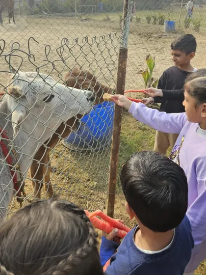 More animal feeding fun. These interactions are a core part of the farm experience I offer.