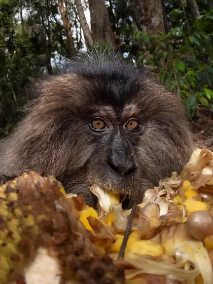 An endangered Lion-tailed Macaque gets lost in the feast of a ripe jackfruit in Valparai, India. This wide-angle shot captures the animal's intense focus and the richness of its forest home.