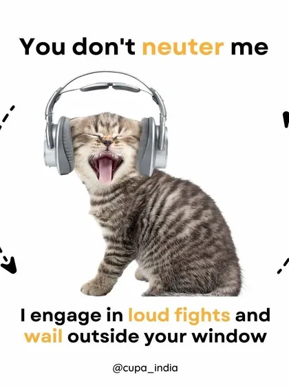 If you don't neuter me, I engage in loud fights and wail outside your window. These are mating behaviors that cause stress for both the animals and the community. Neutering solves this.