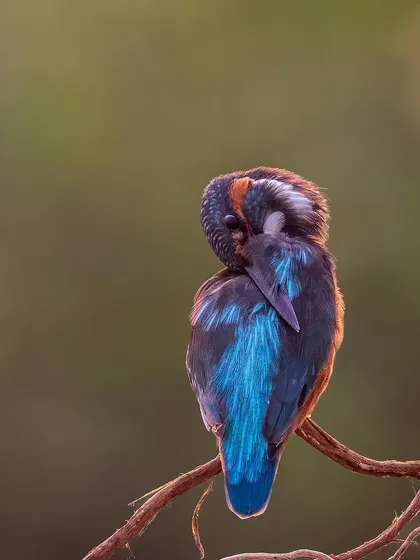A quiet, introspective moment with a Blue-eared Kingfisher as it preens its vibrant feathers. The soft focus and gentle posture reflect the peaceful, meditative side of wildlife photography that I strive to capture.