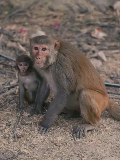 A mother monkey with her baby, showing the strong maternal bonds present across species.