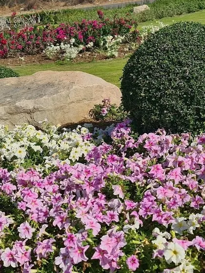 This garden design combines soft, colorful petunia beds with the strong, structural shapes of spherical topiary shrubs and a large feature rock. The contrast between soft and hard elements is key to good design.