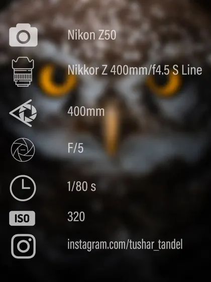 The gear and settings used for the intense Spotted Owlet portrait.