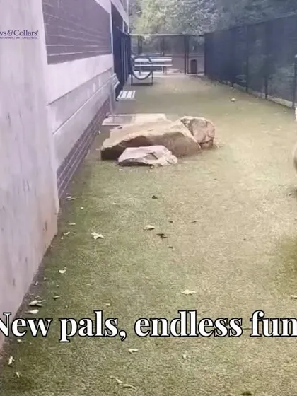 Whiskey is seen here exploring his new surroundings in Atlanta, happy and healthy after his long journey. Our goal is always a safe and comfortable arrival.