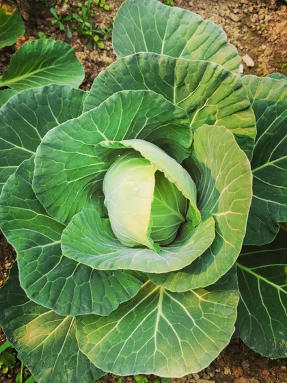 The freshness of garden-to-table vegetables is unbeatable. This cabbage is a perfect example.