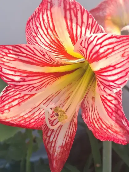 A close-up of the Sukhdarshan Lily's intricate patterns.