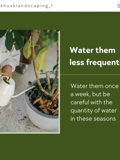 A key tip for plant care is to adjust watering frequency based on the season. Most indoor plants require less water in cooler, darker months to prevent root rot.