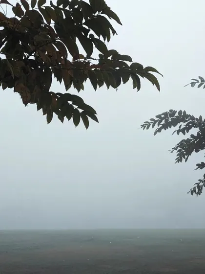 A minimalist composition focusing on tree branches framing a foggy, empty field. This shot is all about atmosphere, using the muted colors and soft light to create a peaceful and contemplative image.