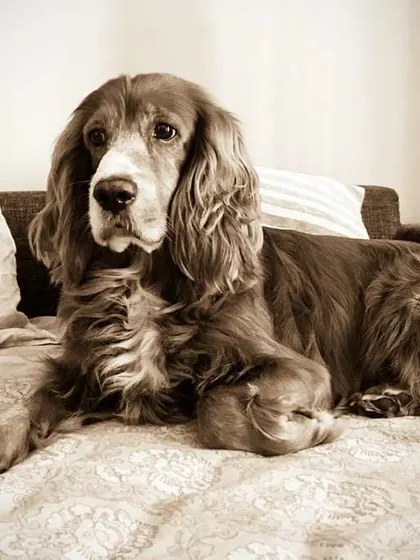 A beautiful, classic portrait of the handsome Roober.