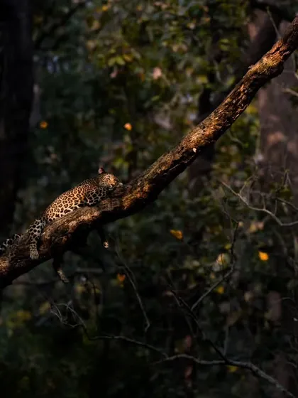 A 'habitat' shot, showing the leopard as a small part of the vast forest ecosystem.