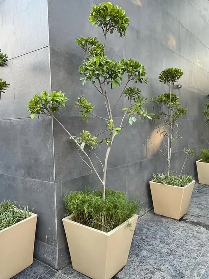 A row of neatly pruned Ficus trees in matching planters provides a consistent and professional look for the building's exterior. This is an effective way to green up a paved entrance area.